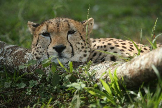 Bongo Asili Cultural travels ltd